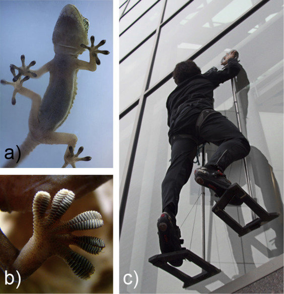 Sticky Materials Inspired by Gecko Feet