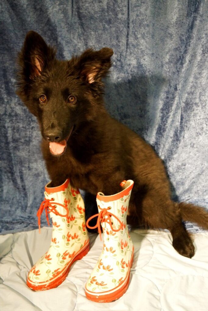 The Furry Shoe Frenzy